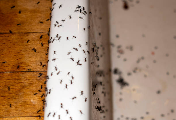 Best Pest Prevention Services  in Unicoi, TN