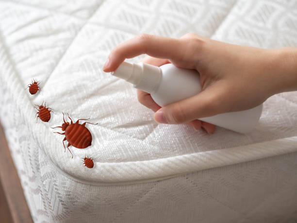 Best Termite Control Services  in Unicoi, TN